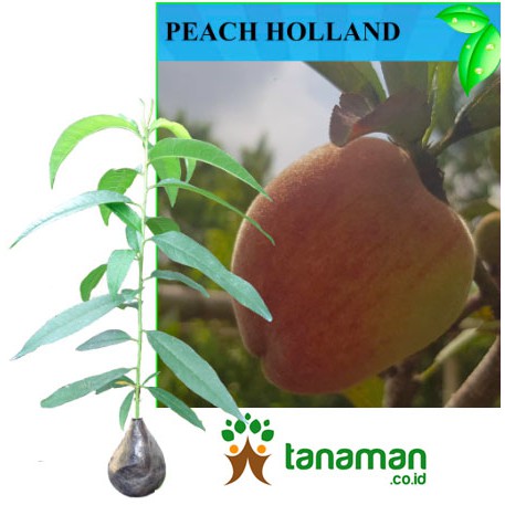 Bibit Tanaman Buah Persik / Peach Holland