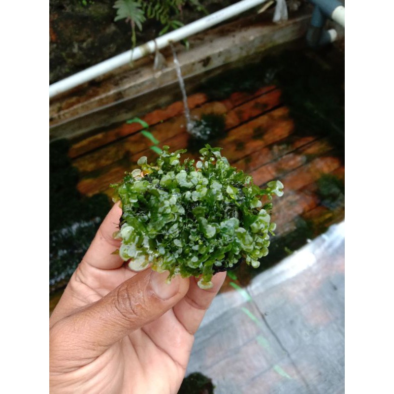 Mos pelia timika media wabikusa mos aquascape