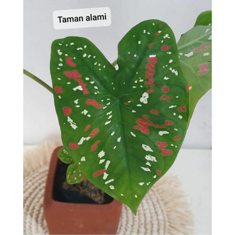 caladium tricolor harga