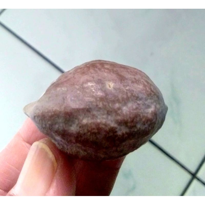 Muncang Adu LK Ori Malangbong