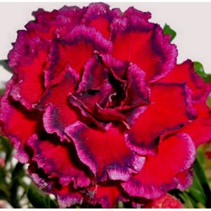 tanaman hias adenium grafting heaven