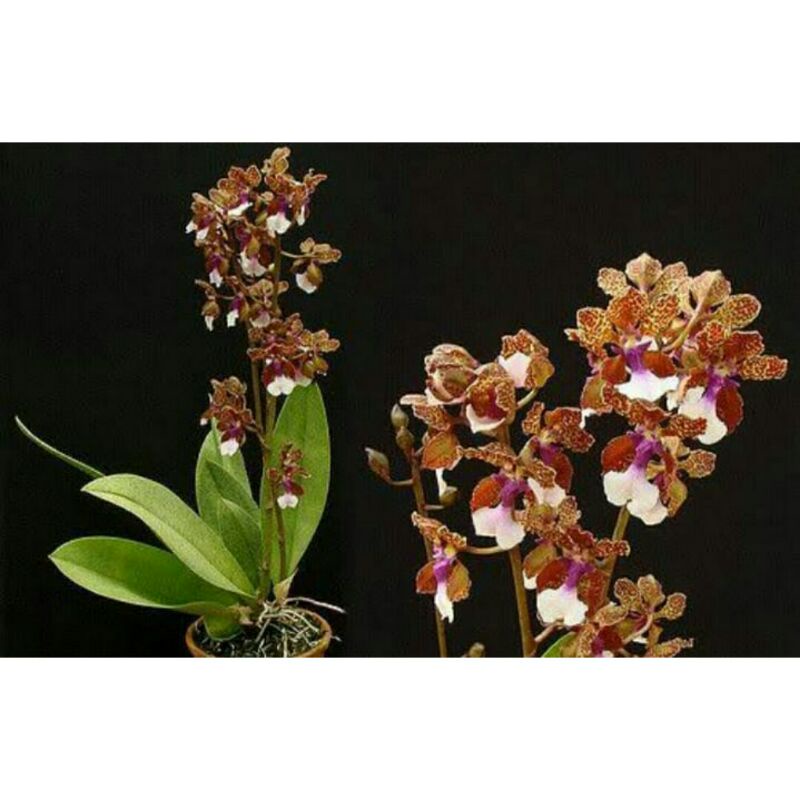 Oncidium Lanceanum kondisi dewasa