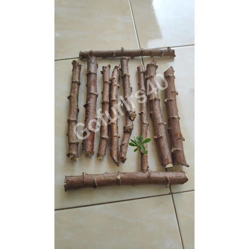 Batang Singkong bahan daun Pucuk singkong/Bibit batang singkong 1kg 10 batang
