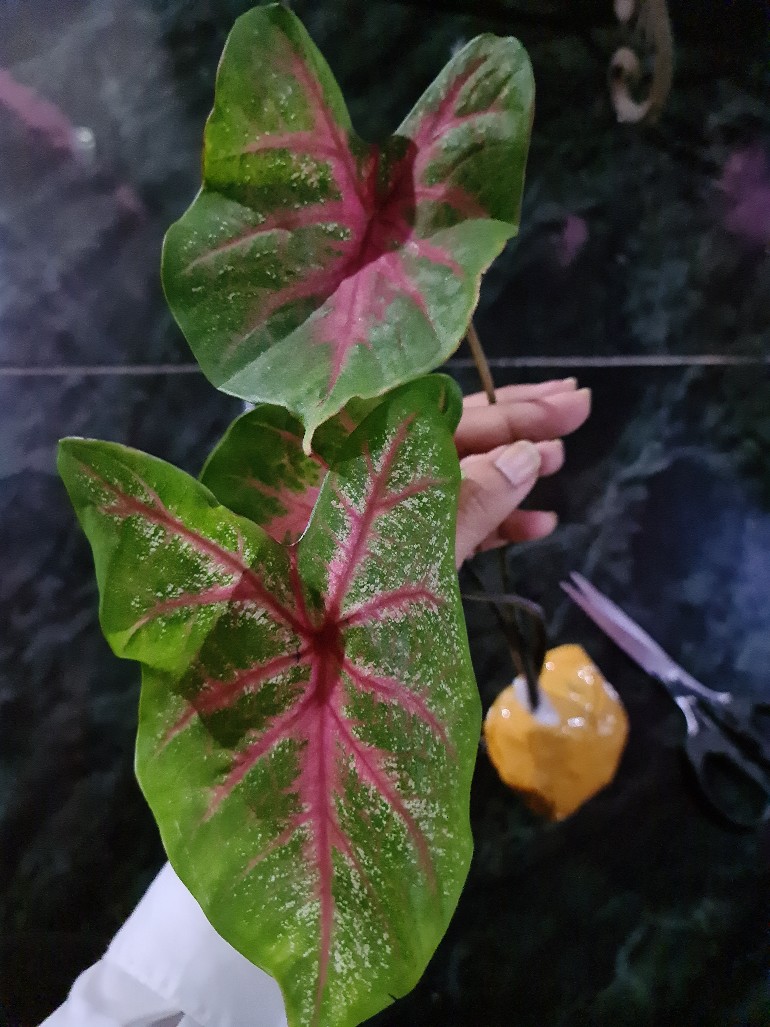 Keladi Urat Merah / Keladi Fanny Munson/ Keladi Brandy Wine