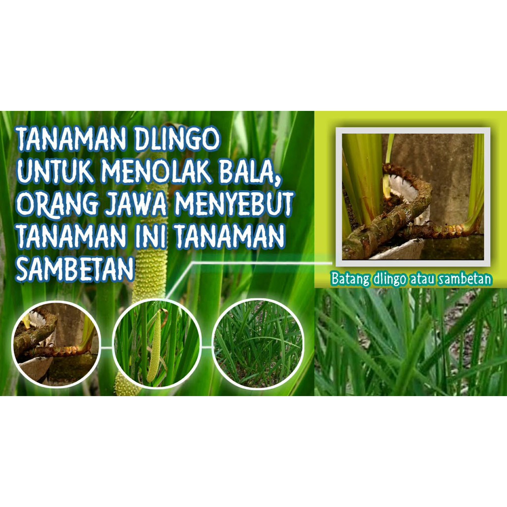 bibit tanaman Obat herbal atau jeringau Bengle Dlingo