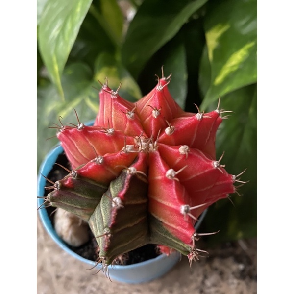 Kaktus Gymno Miha / Milo / Starfire M28