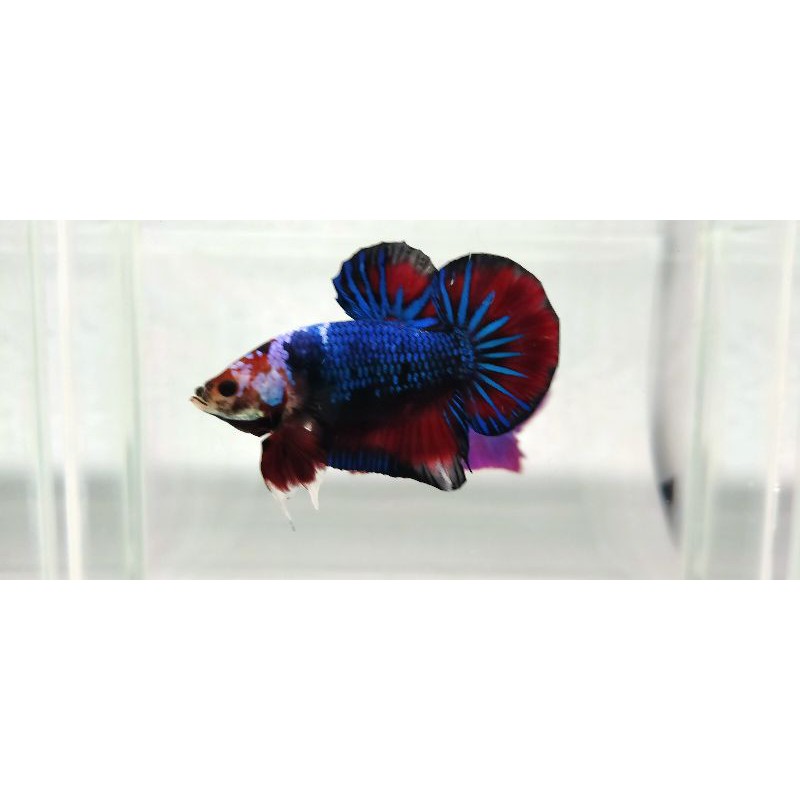 

Male Red Masking