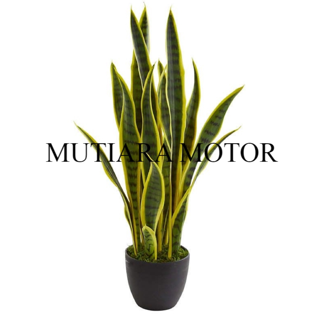 Tanaman hias lidah mertua - sansiviera lidah mertua golden - Tanaman Hidup