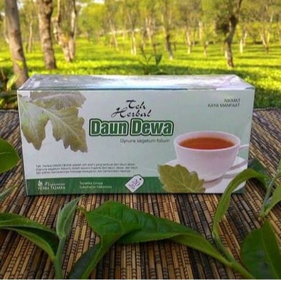 

teh daun dewa asli tazakka khasiat ampuh melancarkan pperedaran mengobati stroke