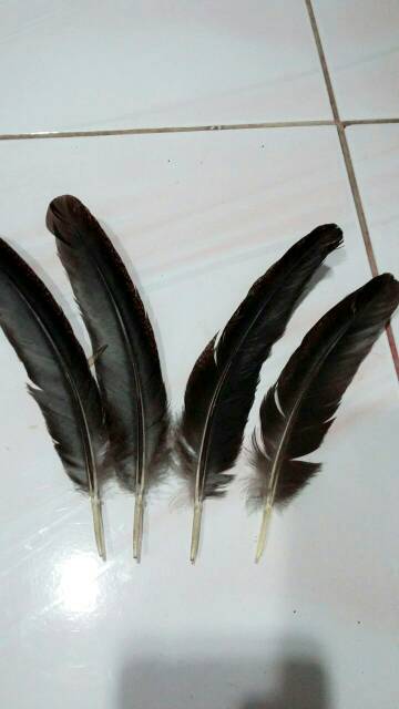 Sayap kock warna hitam