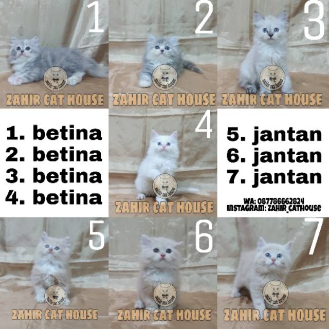Kucing Persia Shopee Indonesia