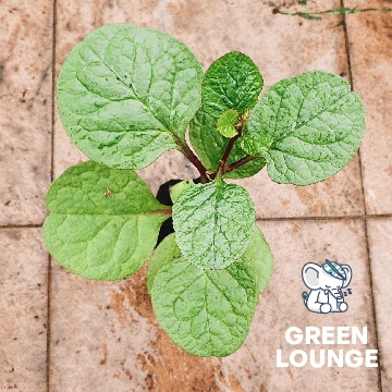 Bibit Tanaman - Red Malabar Spinach - Kualitas Import - Binahong Merah