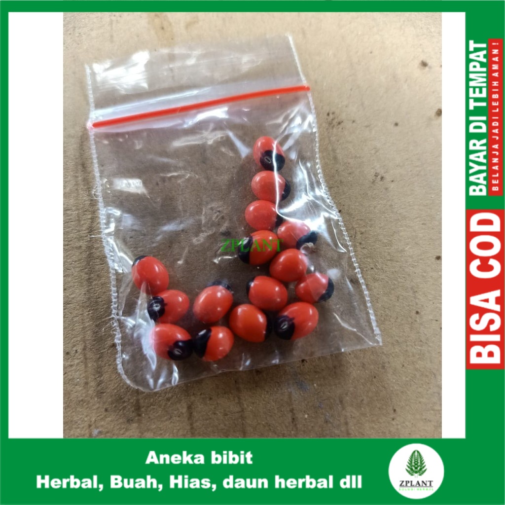 Benih biji pohon saga 15 /benih tanaman daun saga (Isi 15)