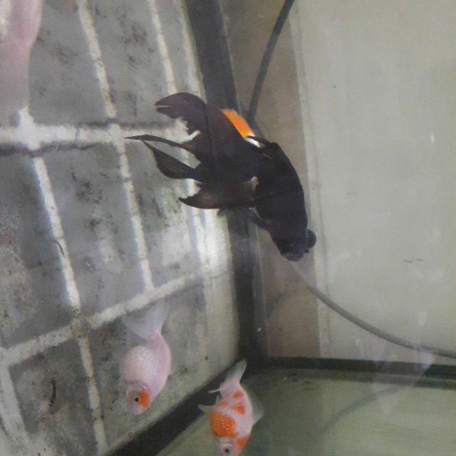 Wadah Tissue Tisu Kain_tempat Tisu Tissue Kain_sarung Tissue Tisu Kain