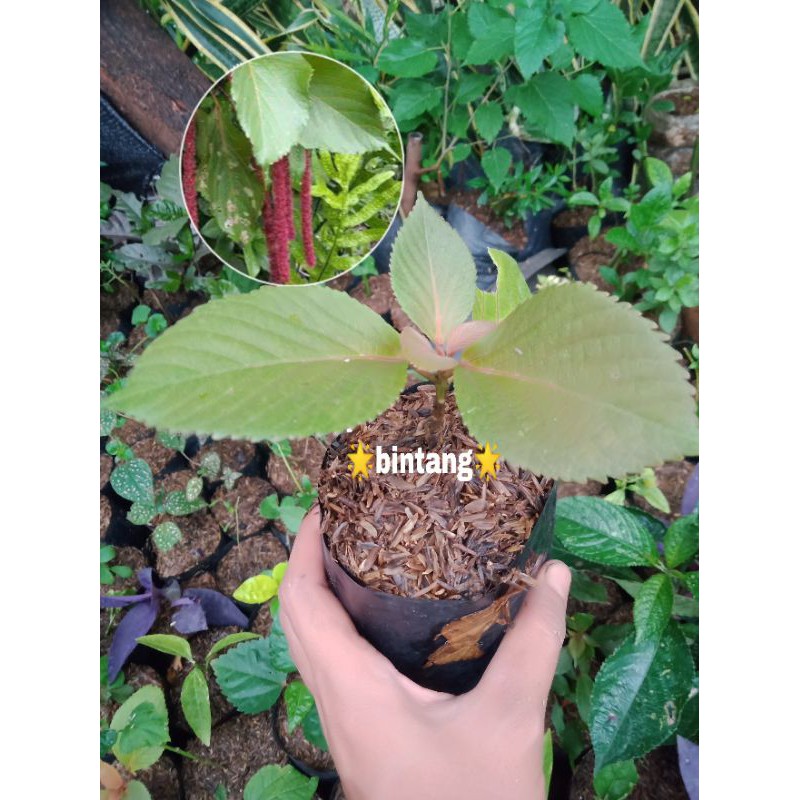 tanaman herbal ekor kucing | tanaman bunga ekor kucing