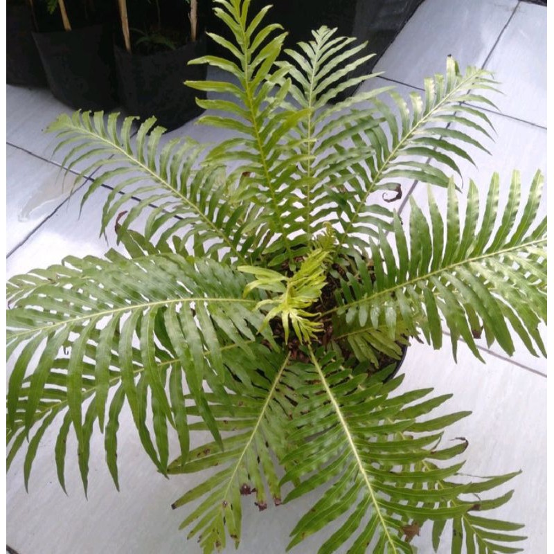 Tanaman hias pakis Sisir