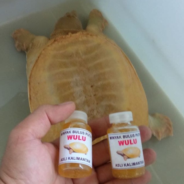 MINYAK BULUS PUTIH ORIGINAL ASLI KALIMANTAN MEREK WULU
