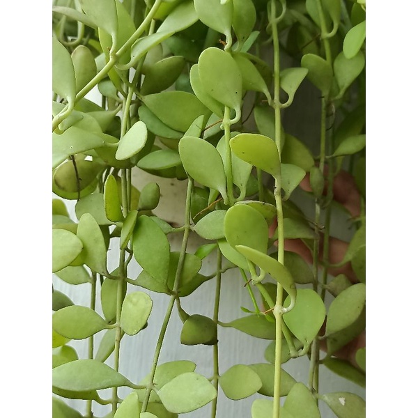 Dischidia Geri Gery Tanaman hias gantung hoya hijau kecil