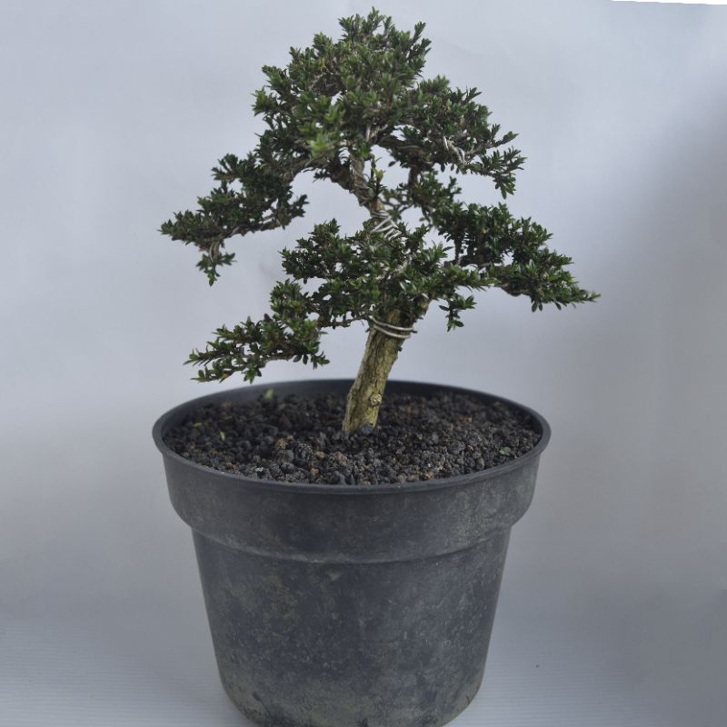 Tanaman Hias Bonsai Mini Boxus Bonsai Jadi Bonsai Cendrawasih Bonsai Hokiante Mikro Bonsai Kemuning 