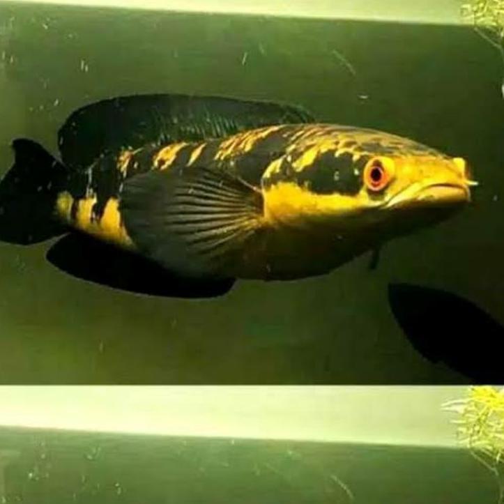 ➡️ Ikan Channa ys  yellow maru sentarum 11-15 cm predator fish gabus hias harga bersaing