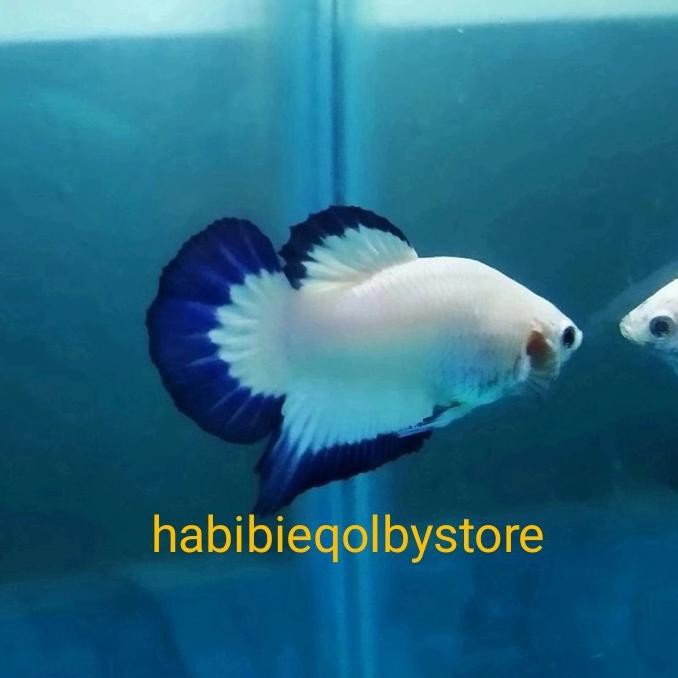 

Promo Awal tahun ikan cupang blue rim anakan Big Sale