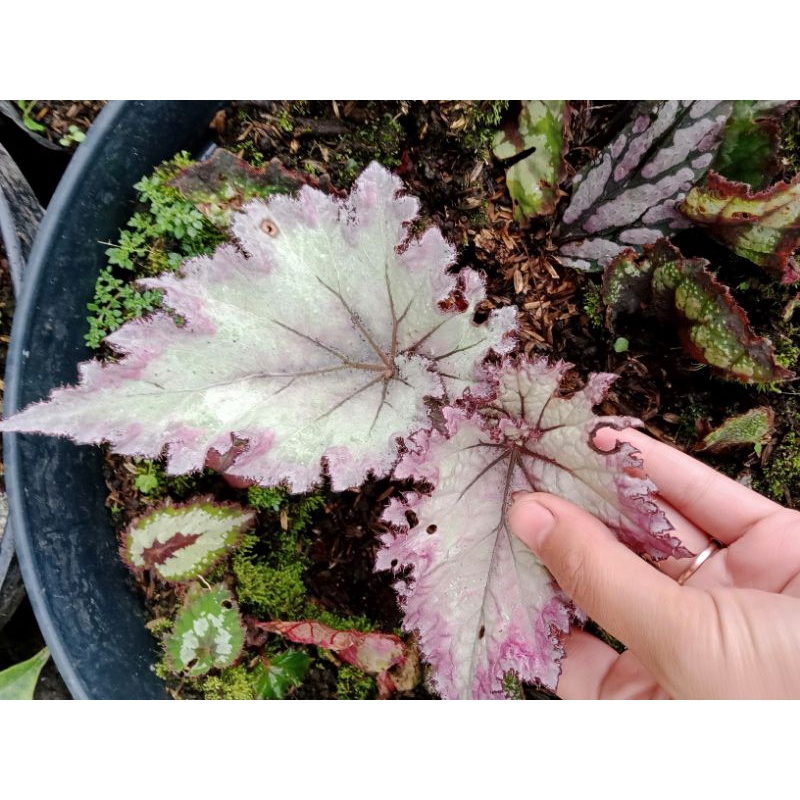Anakan Pink Beauty begonia