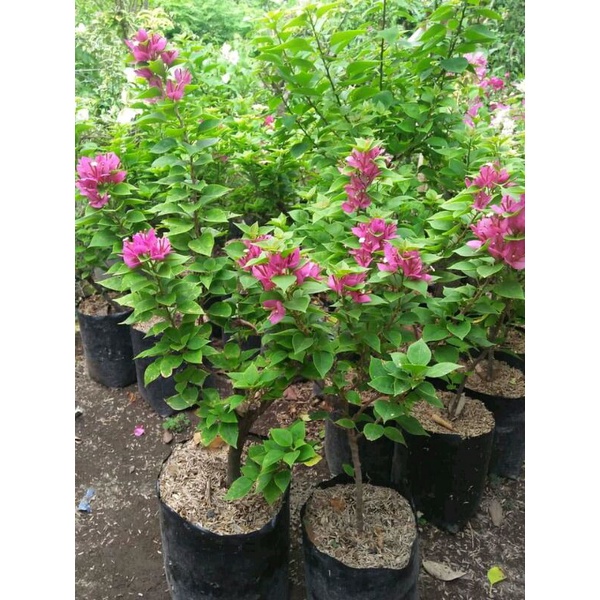 bogenvile Singapur merah fanta daun ijo ori batang agak gede