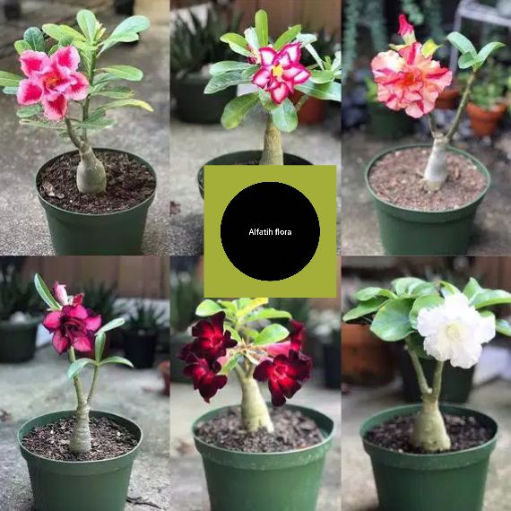 

paket 6 bibit adenium kemboja jepang bunga tumpuk