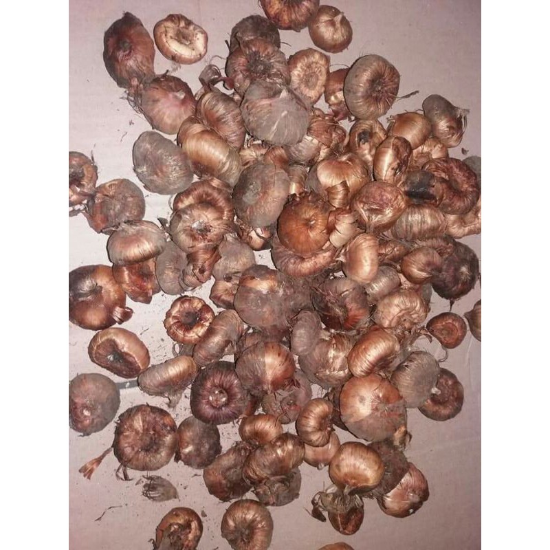 umbi gladiol siap tanam