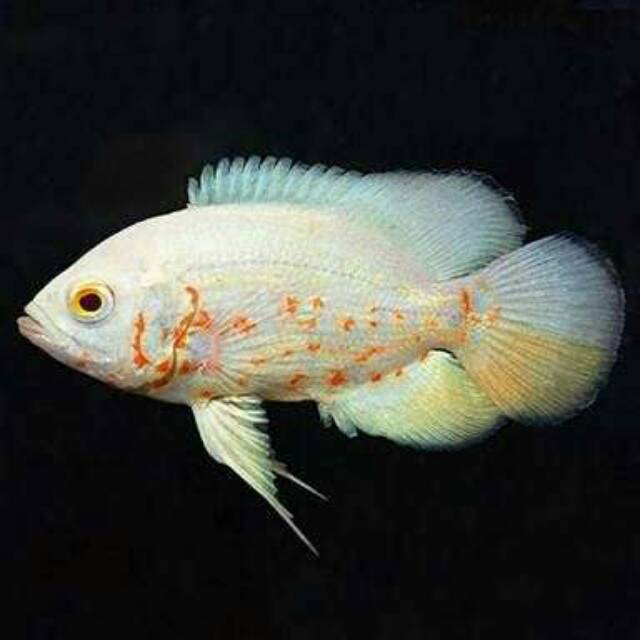 Ikan Hias Oscar Almbino Aquarium Aquascape Garansi Hidup Shopee