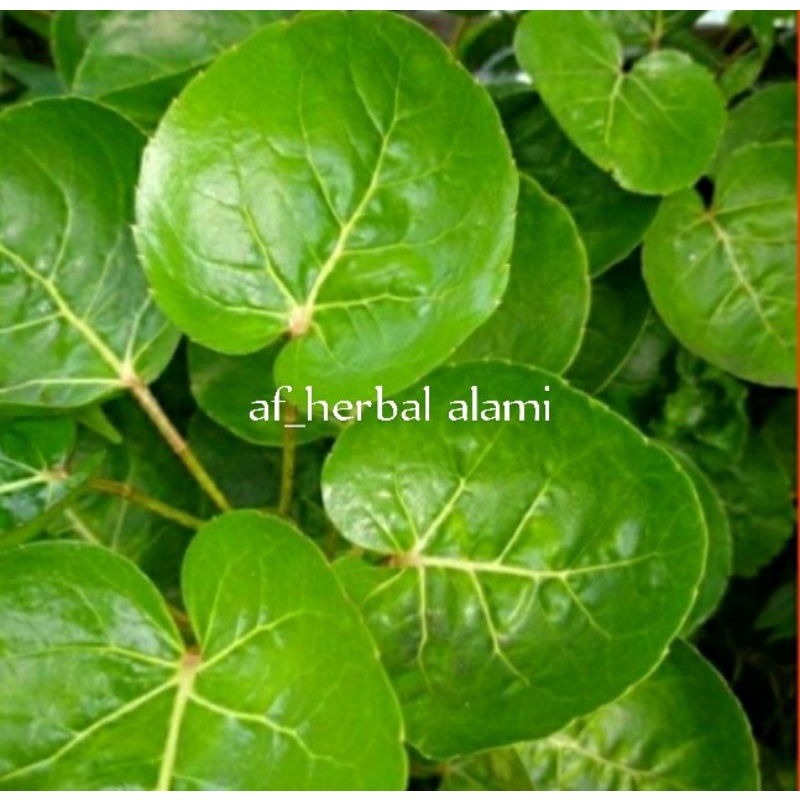 

Daun mangkokan herbal 25 lembar