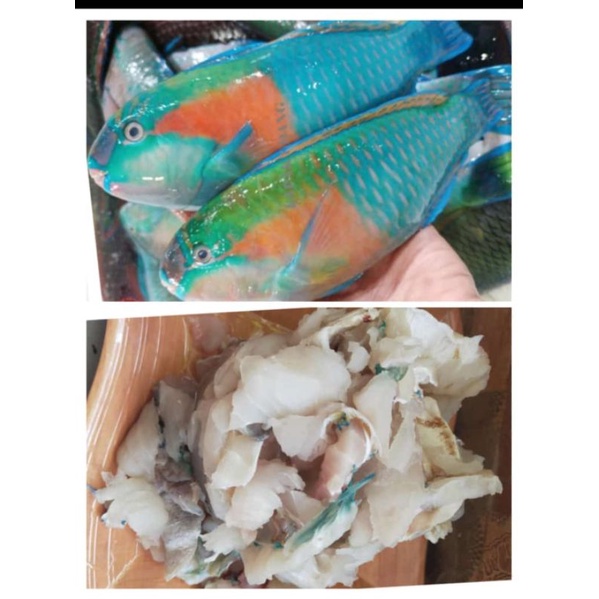 

IKAN NAPOLEON KAKAK TUA TETELAN PREMIUM MURAH