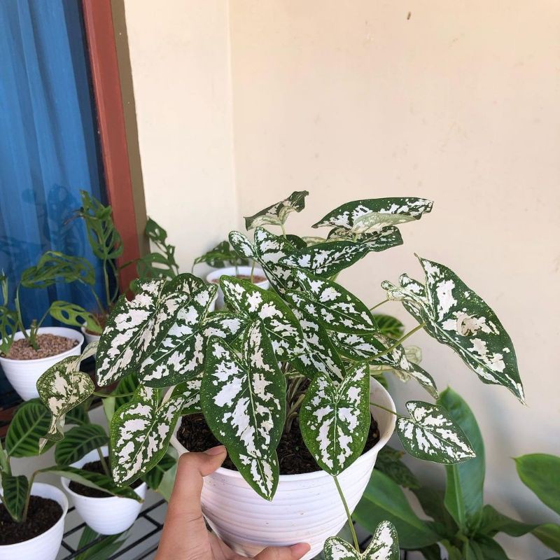 TERMURAH BENIH/BIBIT/BONGGOL/UMBI KELADI LILIPUT CALADIUM HUMBOLDTI