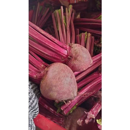 

Buah bit obat herbal jamu buah vitamin obat jantung vitamin herbal kesehatan