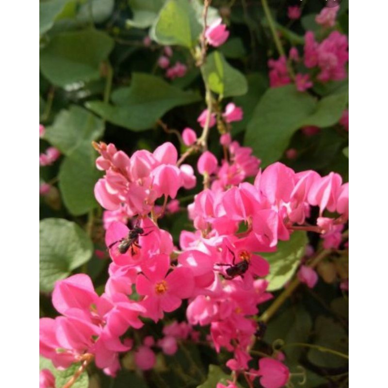 benih bunga air mata pengantin