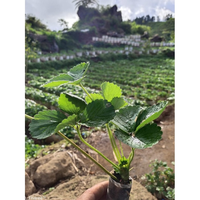 (TANAMAN)Bibit Pohon Strawberry KALIBRET SUPER Unggul Tanaman pohon Strawberry berbuah besar, manis BIBIT STRAWBERY SIAP BERBUAH BIBIT BUAH BUAHAN DALAM POT TANAMAN HIAS HIDUP COD BAYAR DI TEMPAT