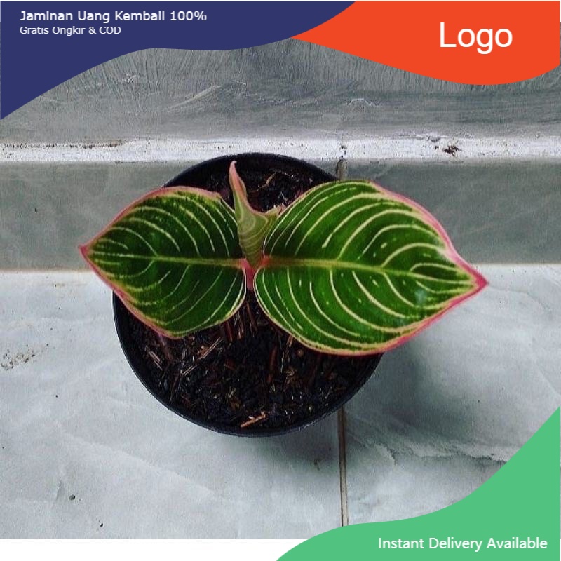 anakan aglonema minion /baby