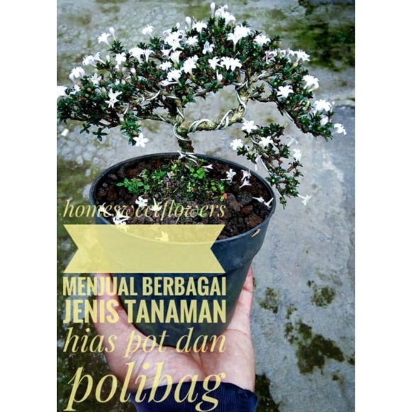 TANAMAN HIAS HIDUP BONSAI MINI