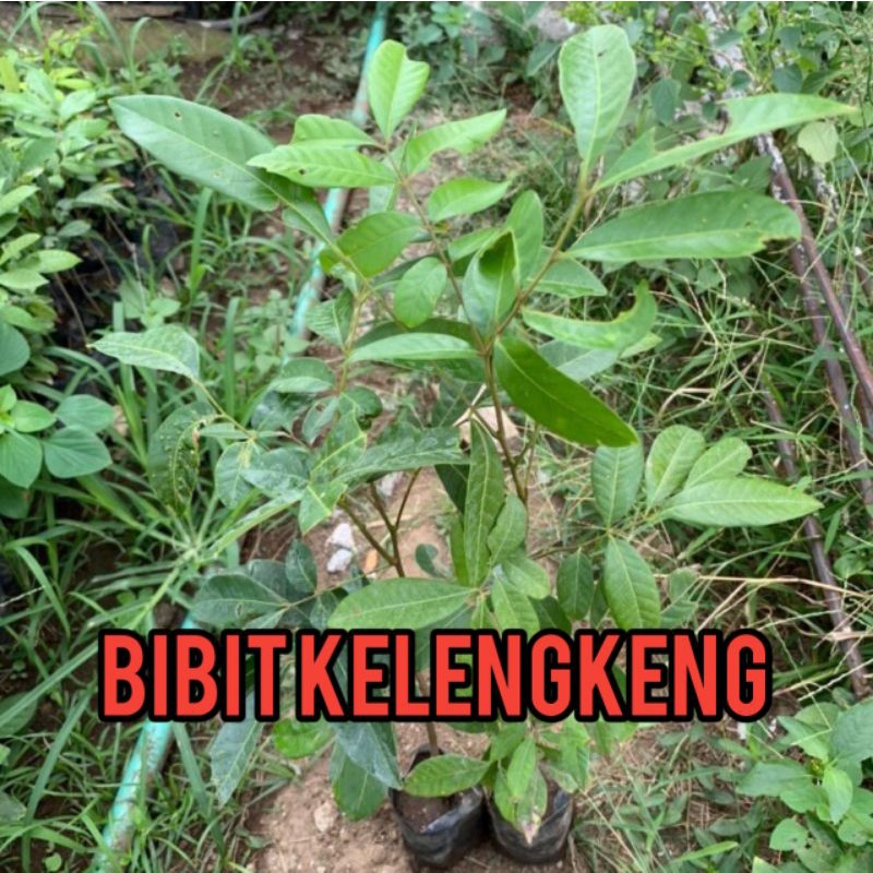 BIBIT KELENGKENG SUPER