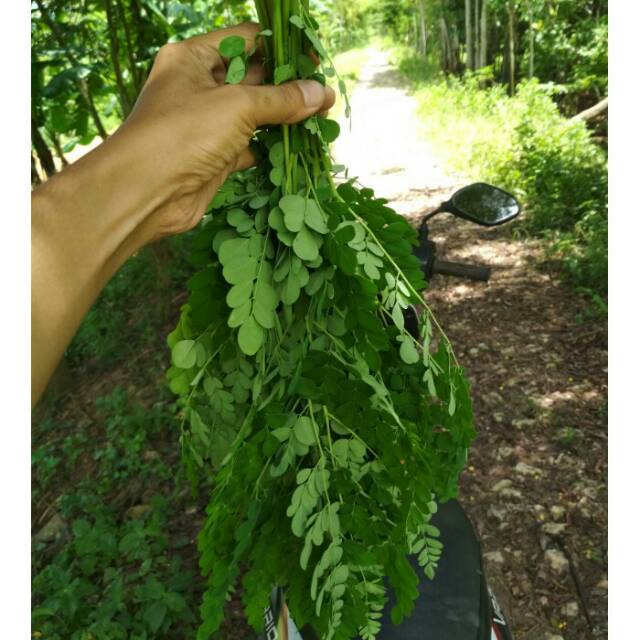 Daun Kelor Segar 1 kg