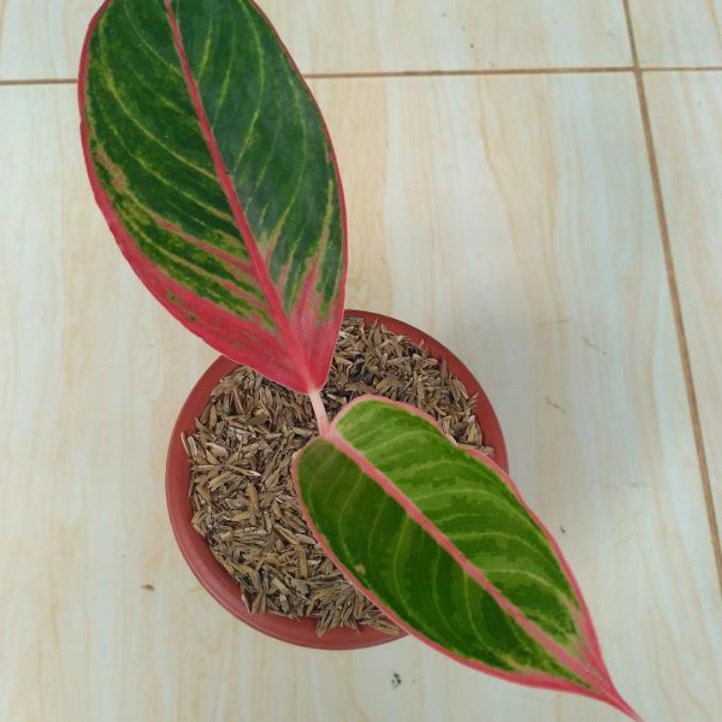 Aglonema Emerald Dragon Anakan