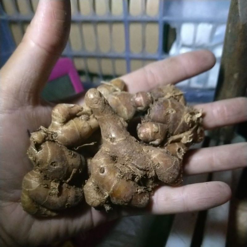 

kencur besar bumbu pawon rempah pilihan di jamin s3gar semarang