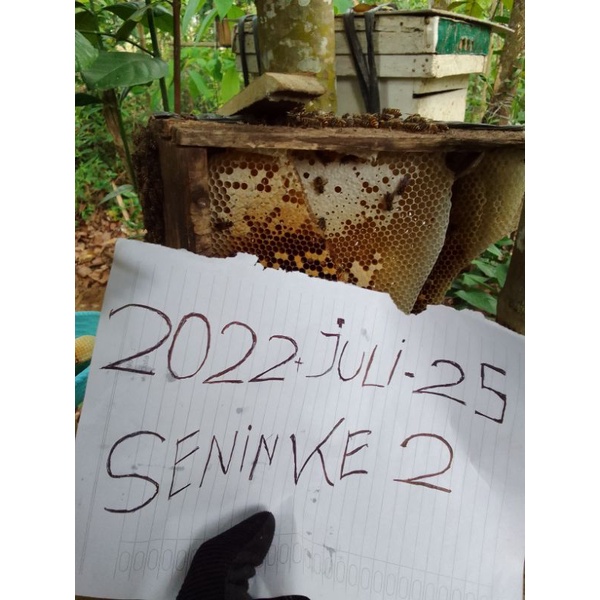 lebah cerana liar ternak