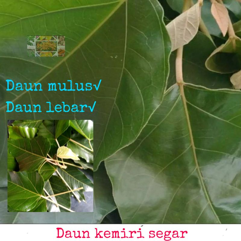 

Daun kemiri segar/25 lembar