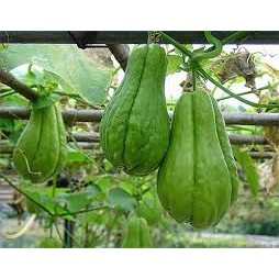 

Labu Siam Sedang Super Fresh ( 1 pcs )