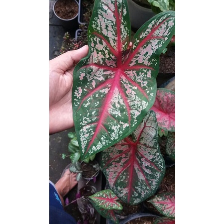 Keladi Red Bone/Caladium Red Bone Remaja