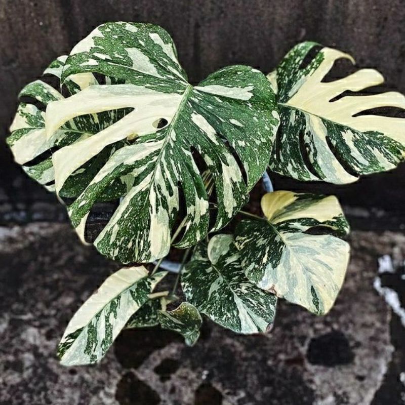 promo monstera monthai - tanaman koleksi monstera variegata monthai bibit bonggol