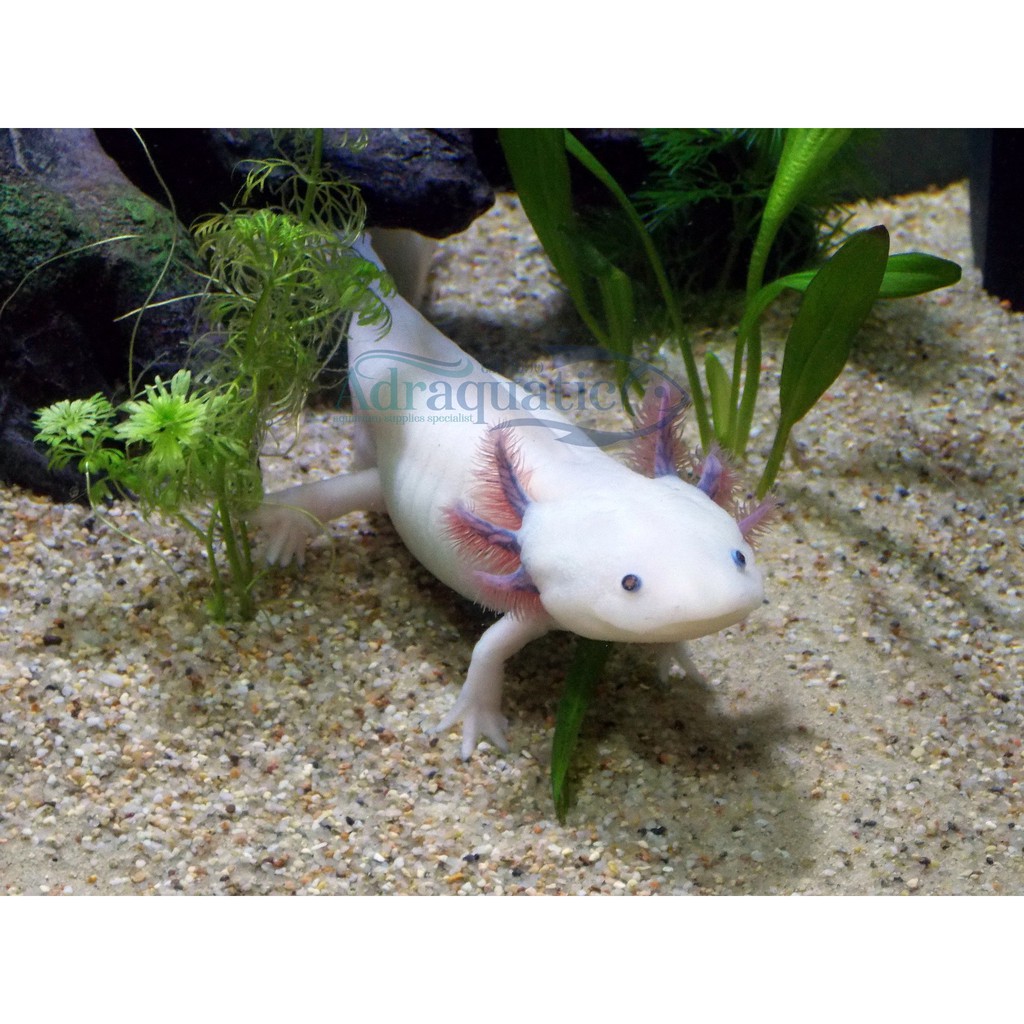 Bandung Axolotl Putih Mata Hitam Leucistic White Dogfish Salamander Walking Fish Mexicanum Shopee Indonesia