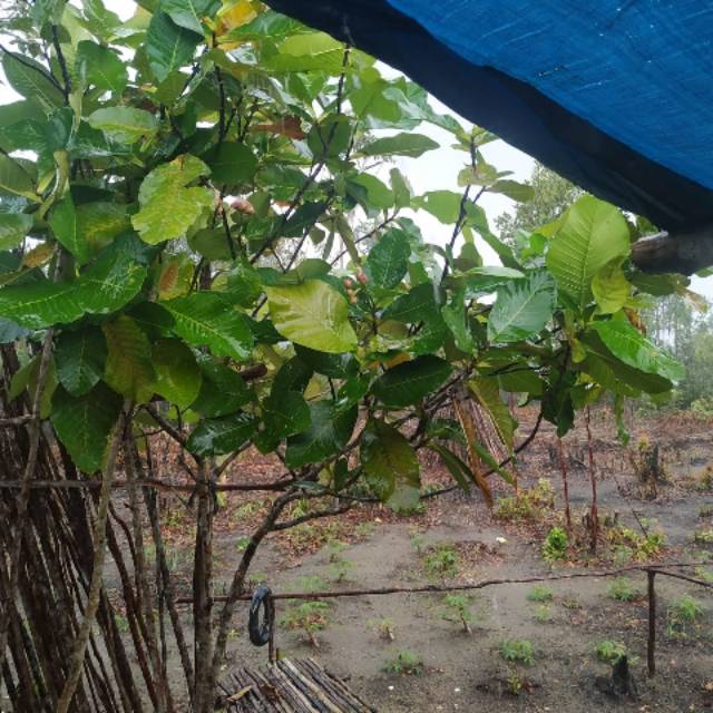 Bibit Benih Daun Simpor / Simpur Stek / Cutting