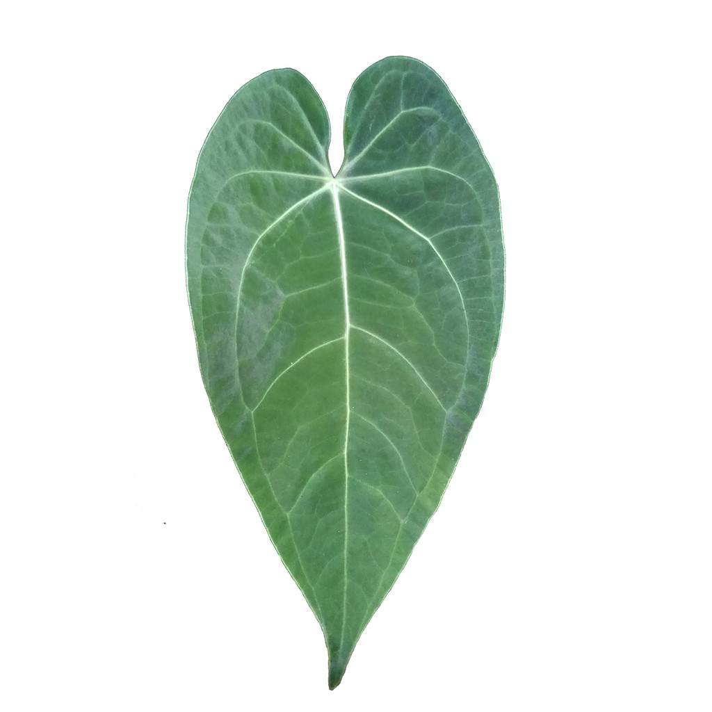 Anthurium Kuping Gajah Daun Besar